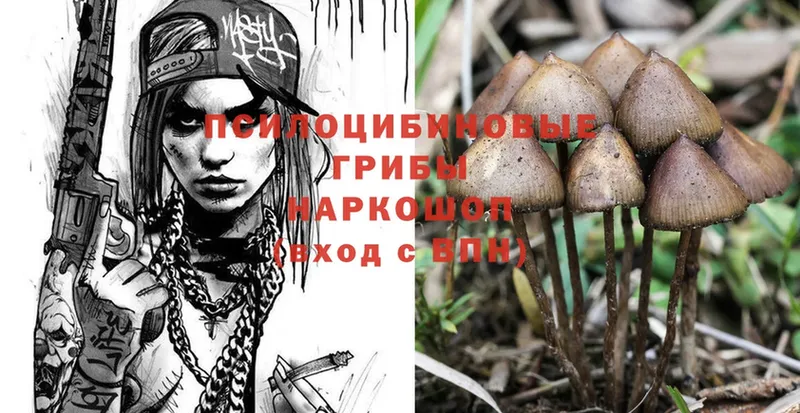 Галлюциногенные грибы Psilocybe Каневская